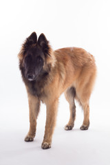 Belgian Shepherd Tervuren puppy standing