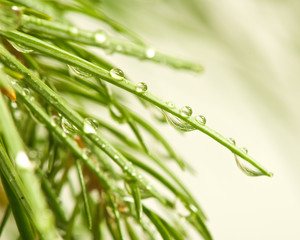 image of drop on branch