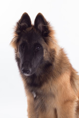 Belgian Shepherd Tervuren puppy headshot