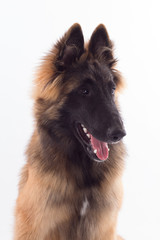 Belgian Shepherd Tervuren puppy headshot