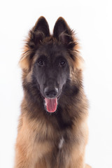 Belgian Shepherd Tervuren puppy headshot