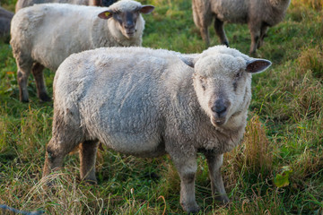 Sheep grazing in the meadow