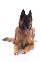 Belgian Shepherd Tervuren bitch laying down