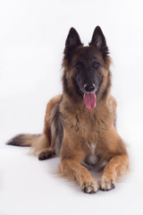 Belgian Shepherd Tervuren bitch laying down