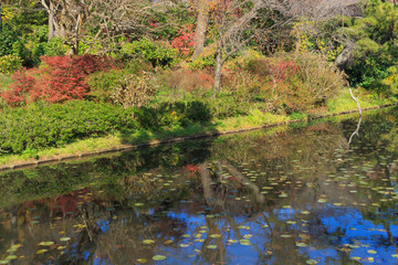 Fototapeta na wymiar Autumn foliage in the Sankeien Garden, Yokohama, Kanagawa, Japan