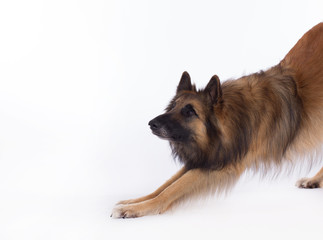 Belgian Shepherd Tervuren, dog, bending