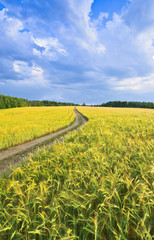 Country road in a barley field