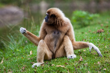 Handed Gibbon