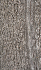 Obraz premium Walnut tree bark
