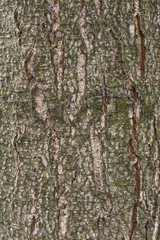 Old tree bark