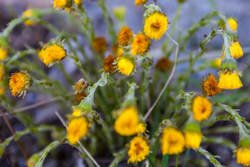Obraz premium Spring flowers coltsfoot (Tussilago farfara)