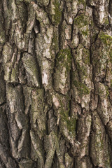 Willow tree bark