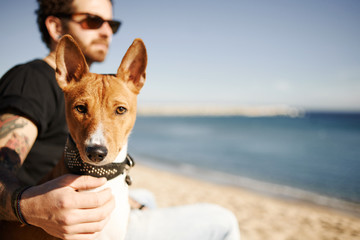 Сlose up portrait dog breed Basenji sitting in sand and looking - Powered by Adobe