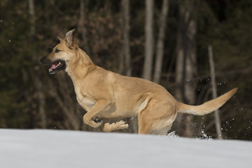 Nala Im Schnee