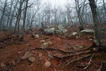 Slope with roots on rocky red ground