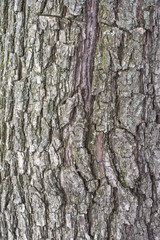 Willow tree bark
