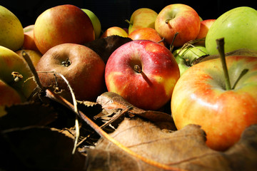 Collection of beautiful apples