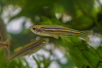 Danio rerio aquarium fish