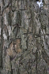 Willow tree bark