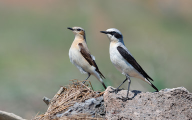 Northern Wheatear. Female and Male