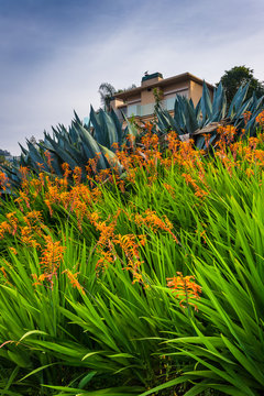 Beautiful Orange Flowers And House In La Jolla, California.