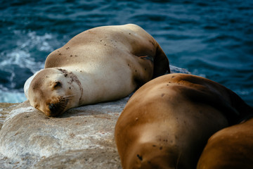 Fototapeta premium Sea lions on cliffs overlooking the Pacific Ocean, in La Jolla,