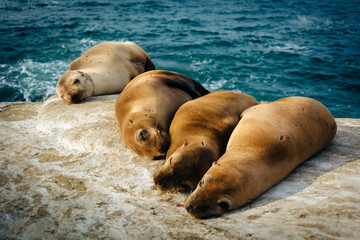 Sea lions on cliffs overlooking the Pacific Ocean, in La Jolla,