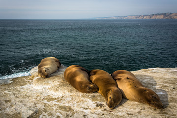 Sea lions on cliffs overlooking the Pacific Ocean, in La Jolla,
