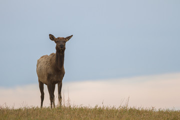 deer in wild scenery