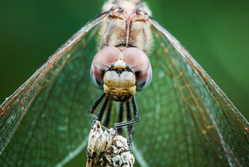 detail of the eye of a dragonfly in the foreground