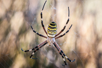 spider in its web waiting for hunting, great detail