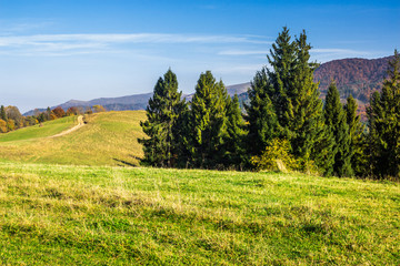 coniferous forest on a  hillside