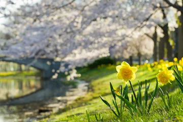 Abwaschbare Fototapete Narzisse Daffodil and Cherry Blossom