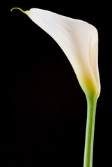 one calla lily on black background in vertical format