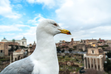 Seagull view