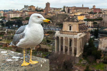 Seagull over Rome