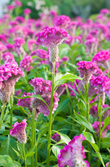 Close-ups of the Cockscomb flowers in the garden. (Celosia Argen