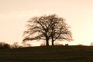 Obraz premium Trees silhouette against a clear sky at sunset. Vintage effect.