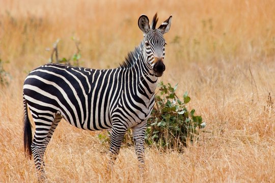 Fototapeta Wild zebra in the Mikumi national park. Tanzania, Africa