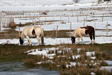Two horses