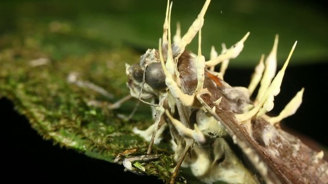 Cordyceps fungus infecting a moth