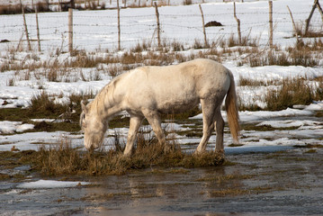 White horse