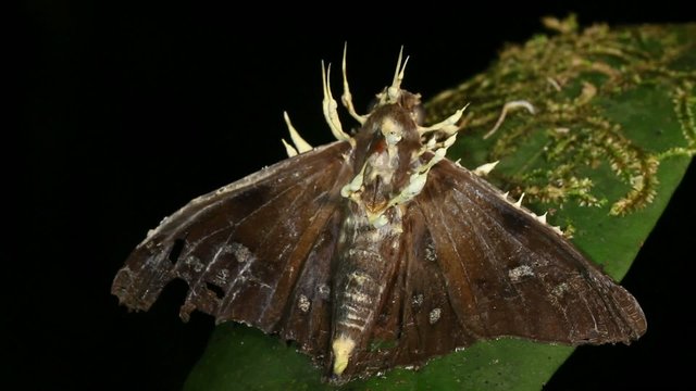 Cordyceps fungus infecting a moth