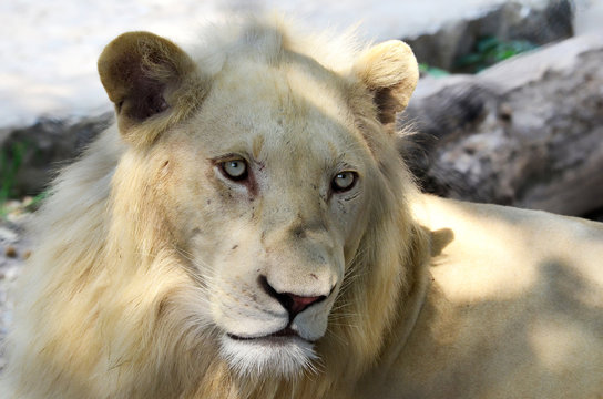 Albino lion