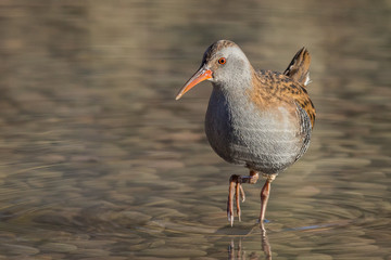 Water Rail (Rallus aquaticus)