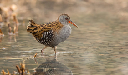 Water Rail (Rallus aquaticus)
