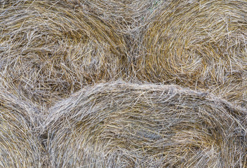 hay