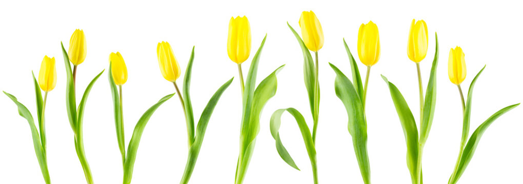 Fototapeta Banner of yellow tulips on white