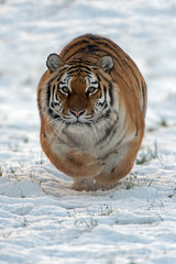 Siberian Tiger Running Through Snow
