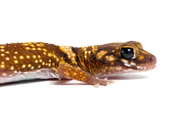 Australian Barking Gecko